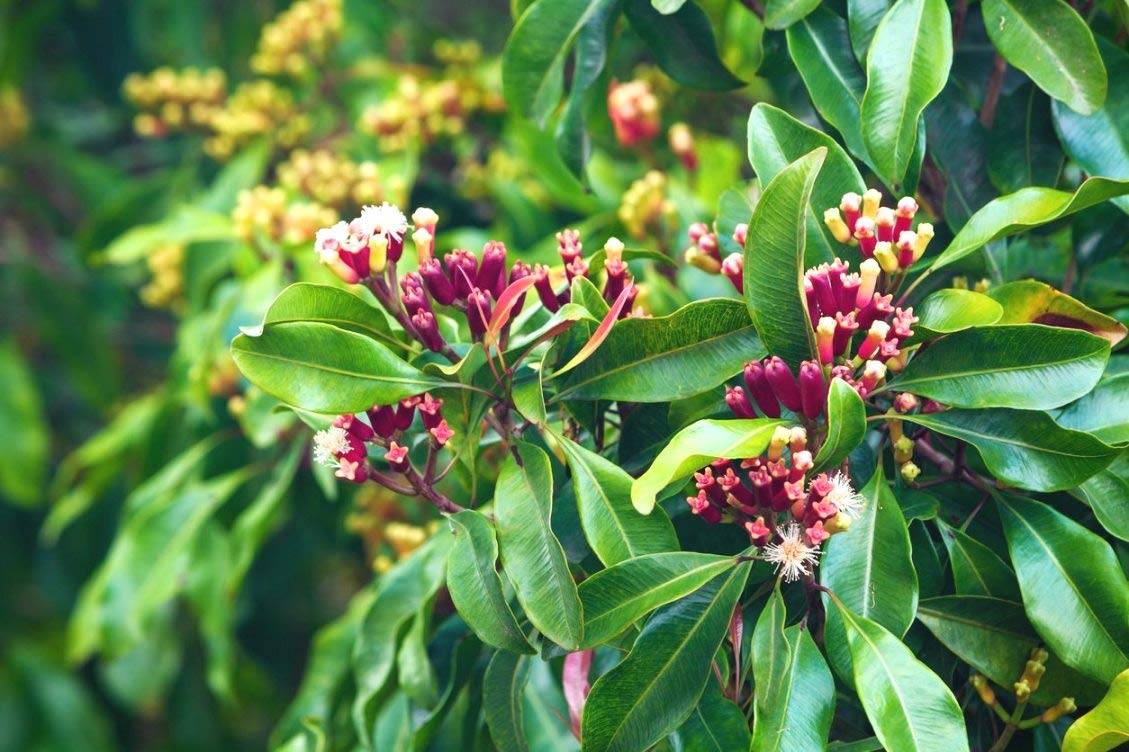 Kanniyakumari Clove