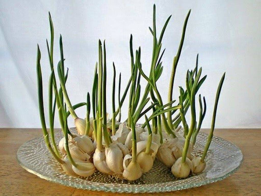 Garlic