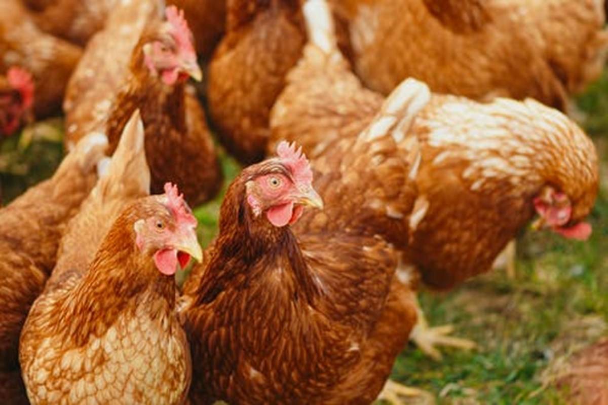 Benefits, Latest Method & Marketing of Poultry Farming Business
