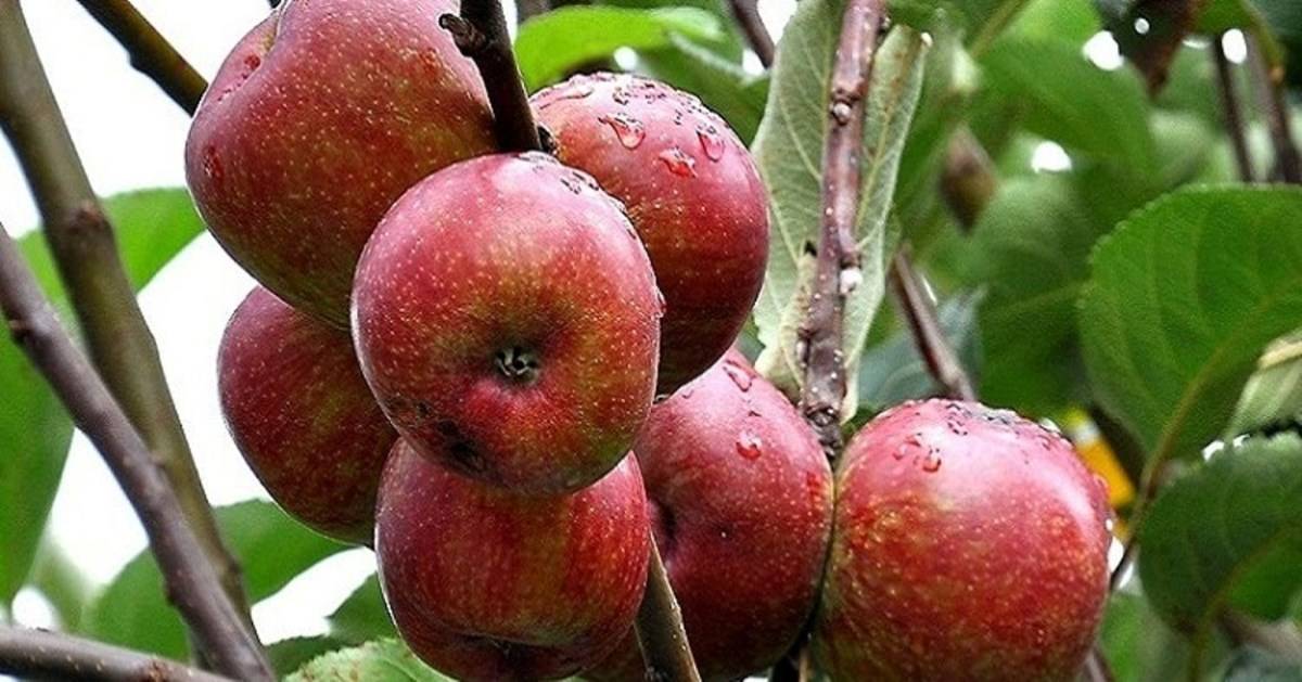 Kanthalloor, Kerala's Only Place that Blooms with Apples