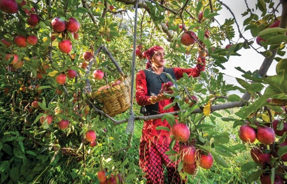 Woman Standing In Apple Orchard