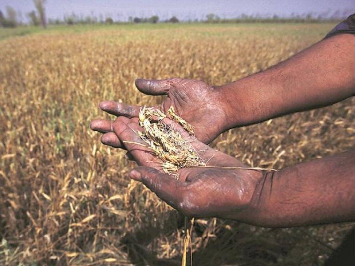 wheat crop in hand