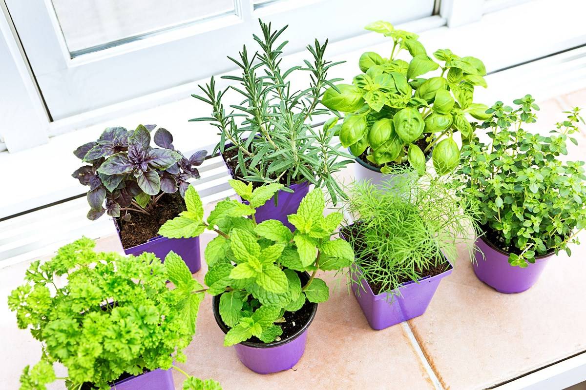 Winter Vegetable Plants In Pots