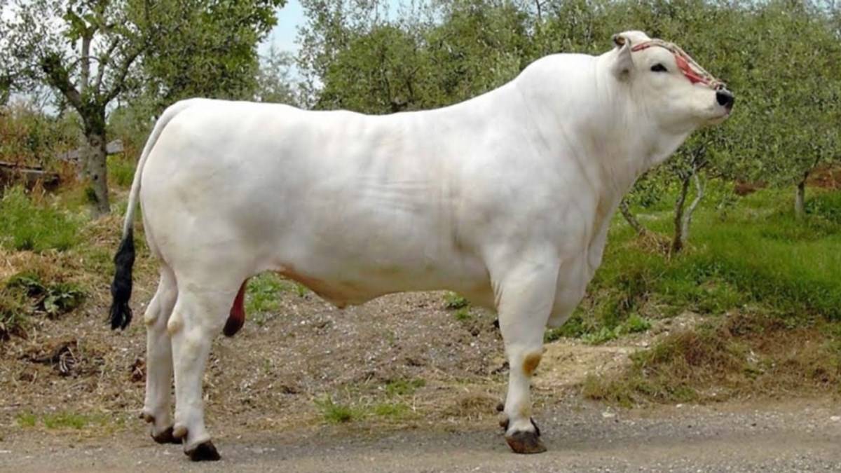 Chianina-cattle
