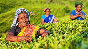 Female Farmers on Field