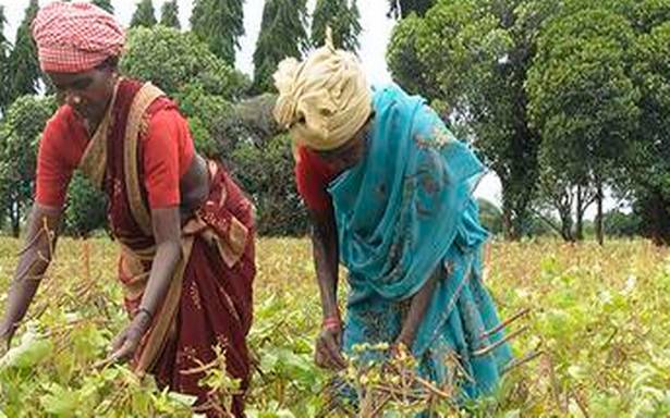Female Farmers working on field