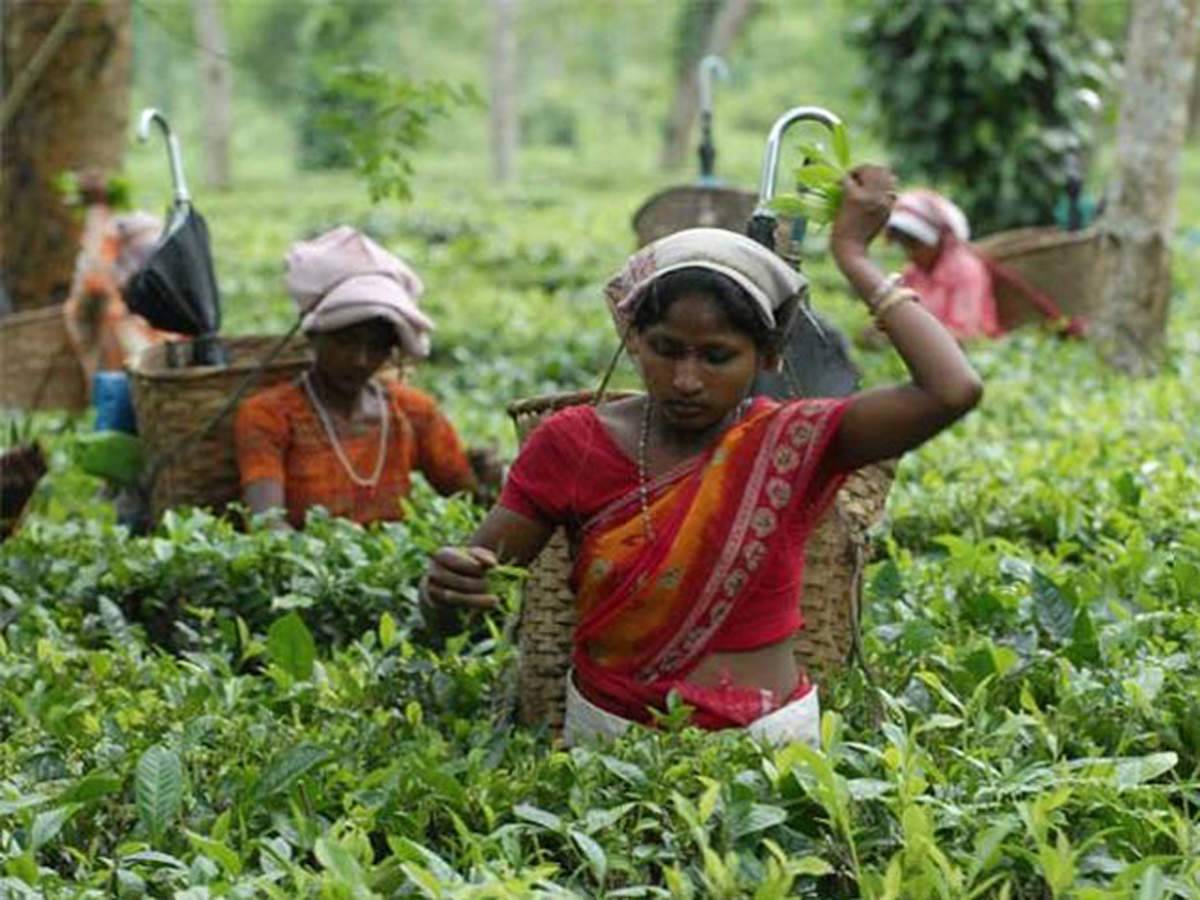 Female Workers working on field