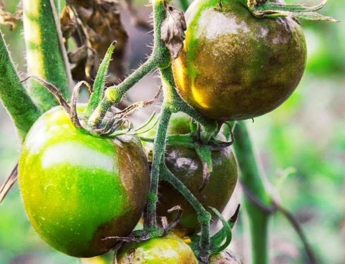 tomato destroyed by Pests