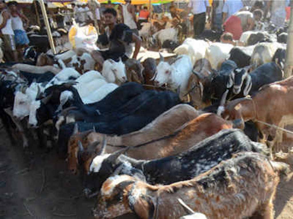 Goat Market