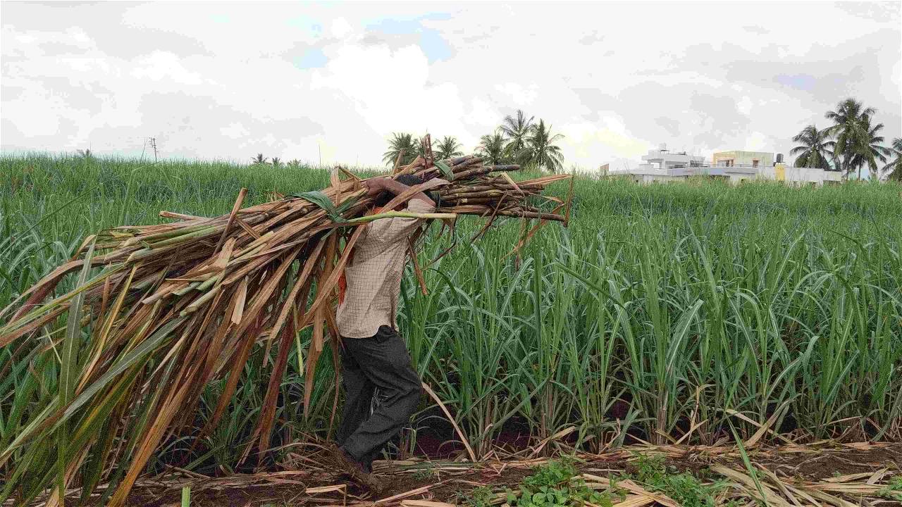 Farmer working in field