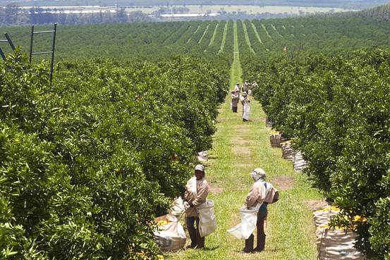 Farms In Brazil