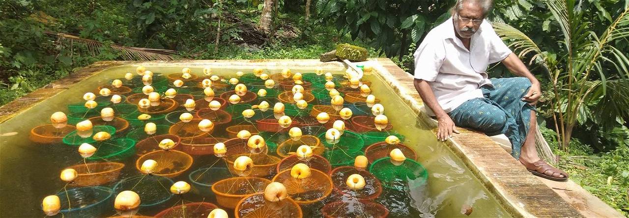 farmer in Kerala grows pearl in buckets