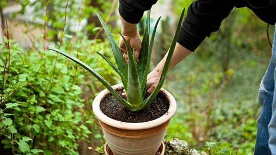 Aloe Vera Repotting