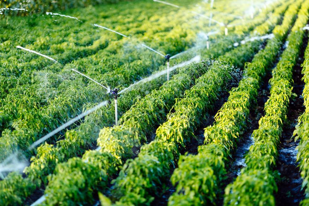 Micro Irrigation In The Field