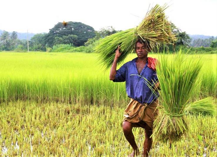 Farmer in his Field