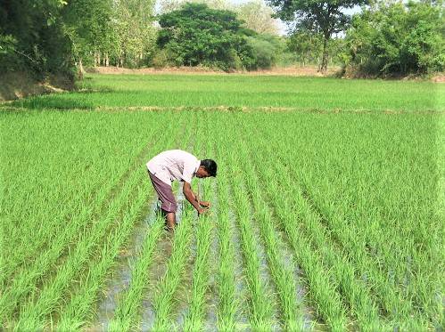 Method of sowing wheat by Sri Method
