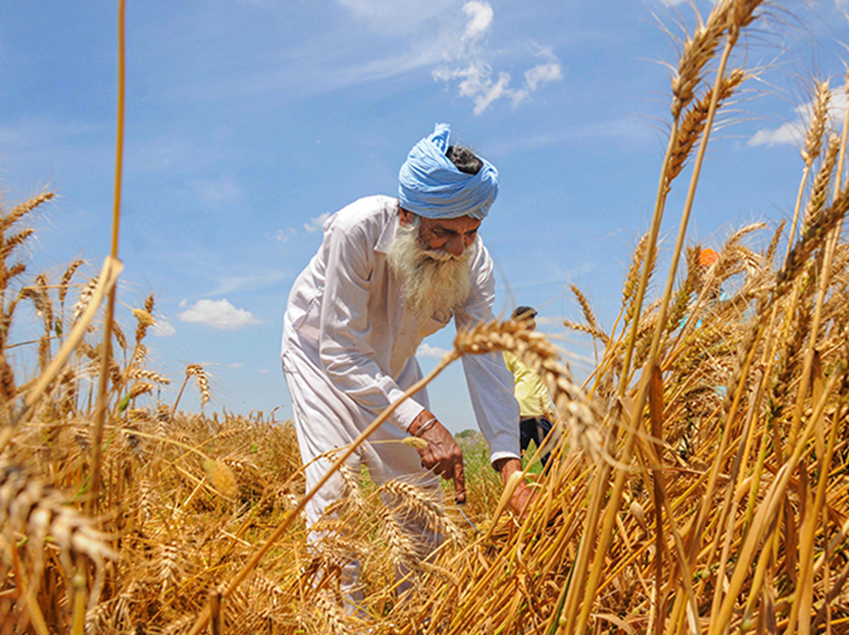 Farmer Harvesting Wheat With A Sickle