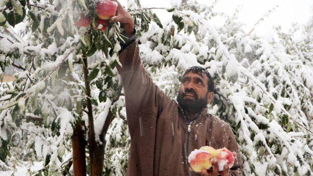 Man plucking apples from tree