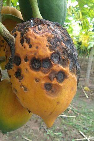 Rotten Papaya