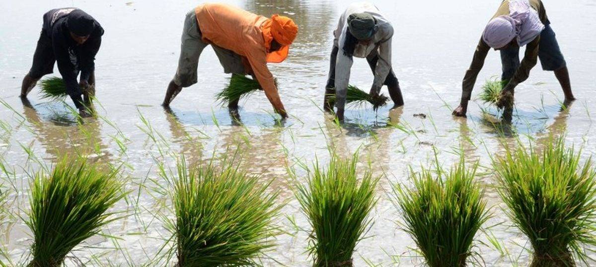 Farmers Striving To Harvest Rice
