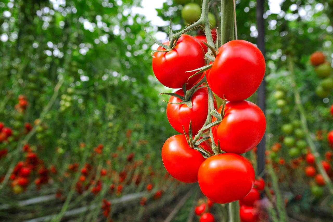 Know How to Cultivate Off Season Tomatoes in Greenhouse & How to ...