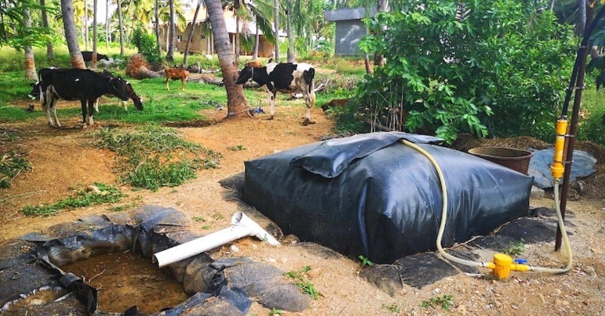 Biodigesters to Convert Cattle Dung to Energy