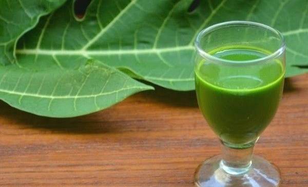 Papaya Leaf And Its Juice In The Glass