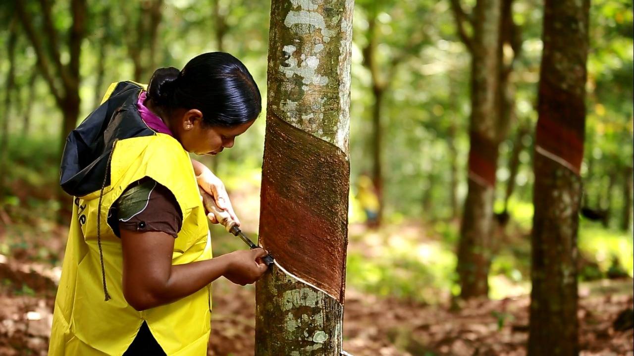 Rubber Plantation Worker Carving A Tree