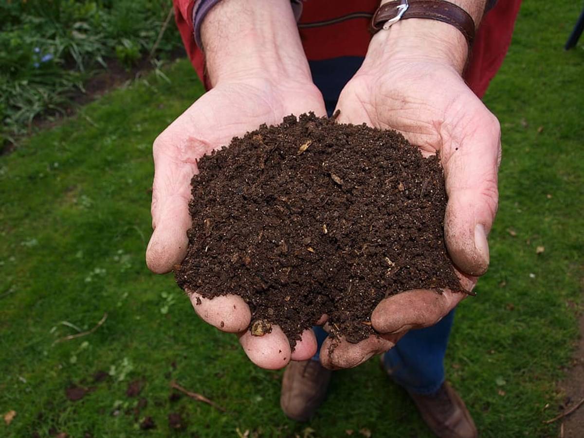 Cow Dung Compost In Hand