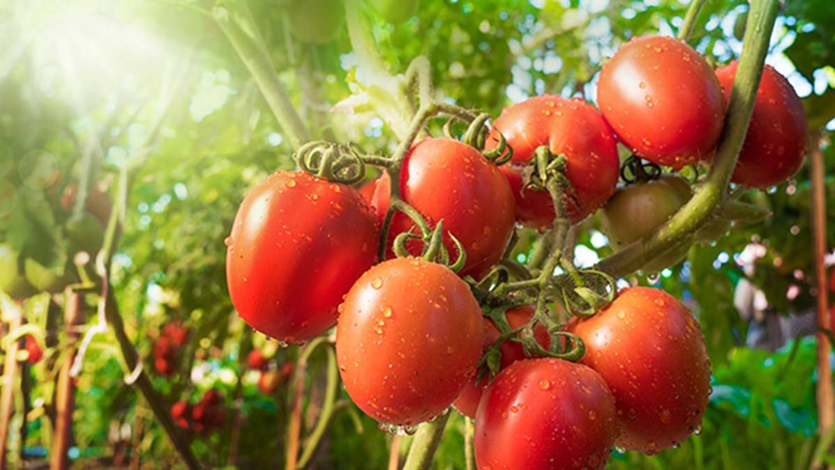 Fresh Tomatoes