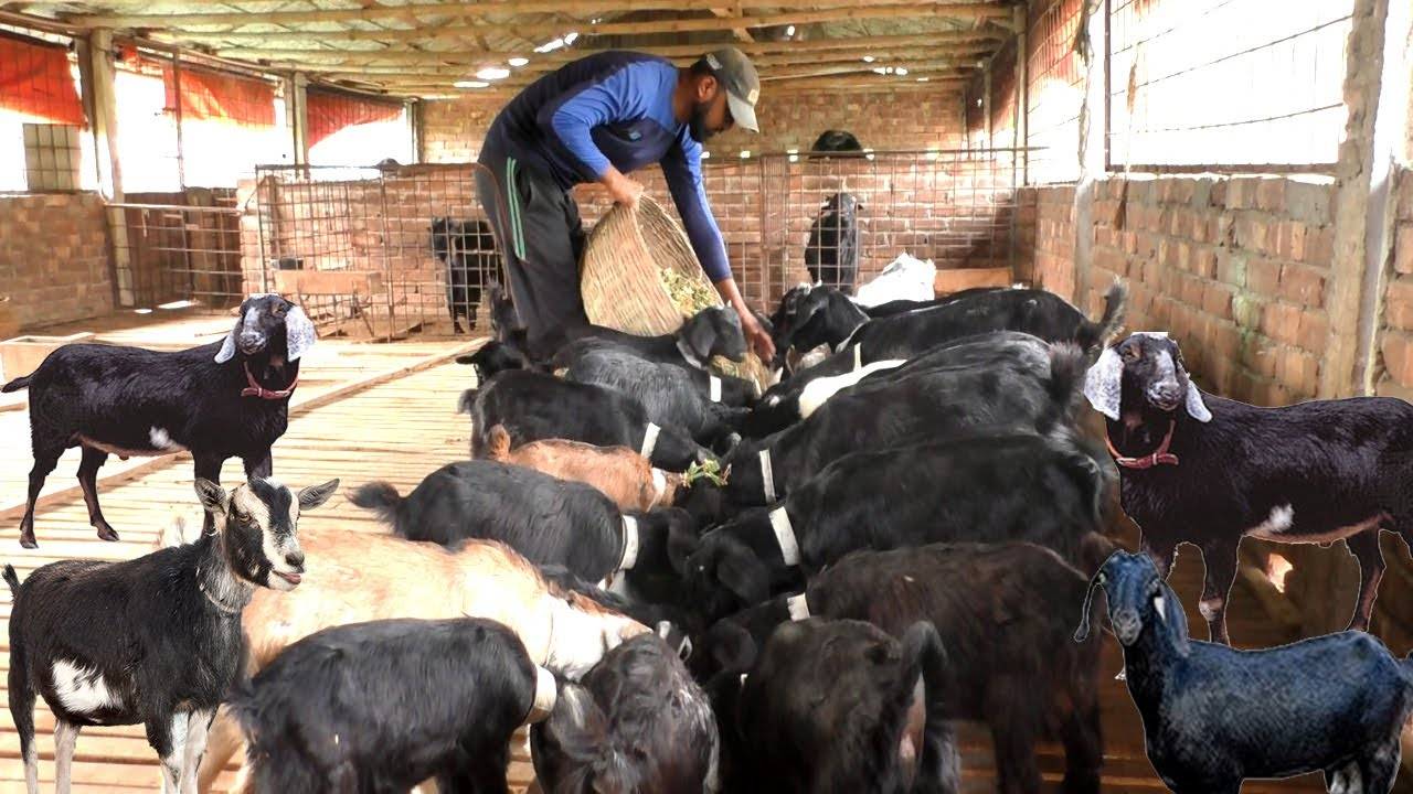 Goats in the Farm