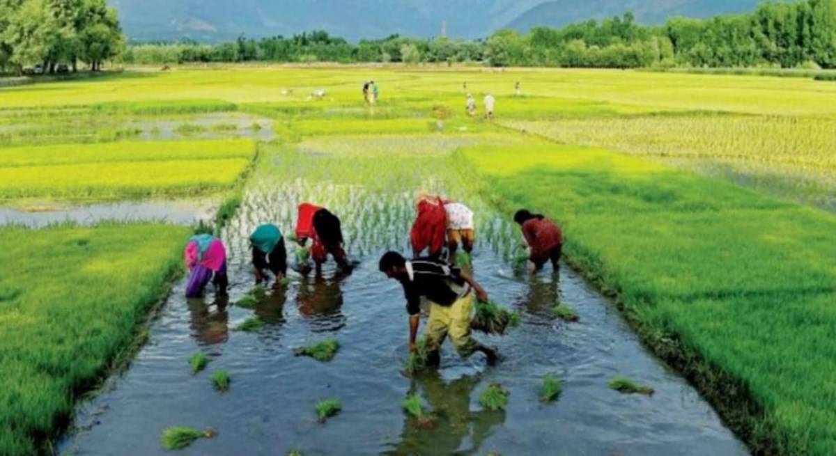 Farmers working in field