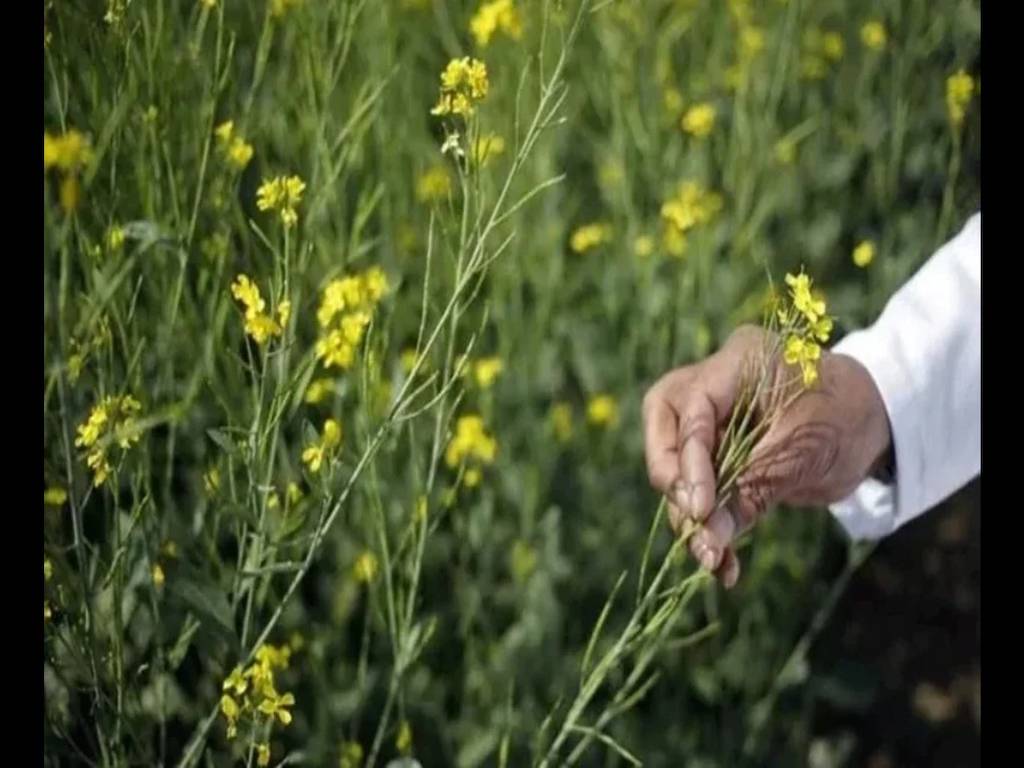 Mustard Farming