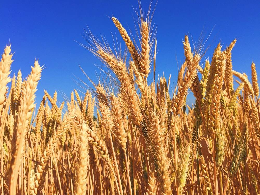 Wheat Crop