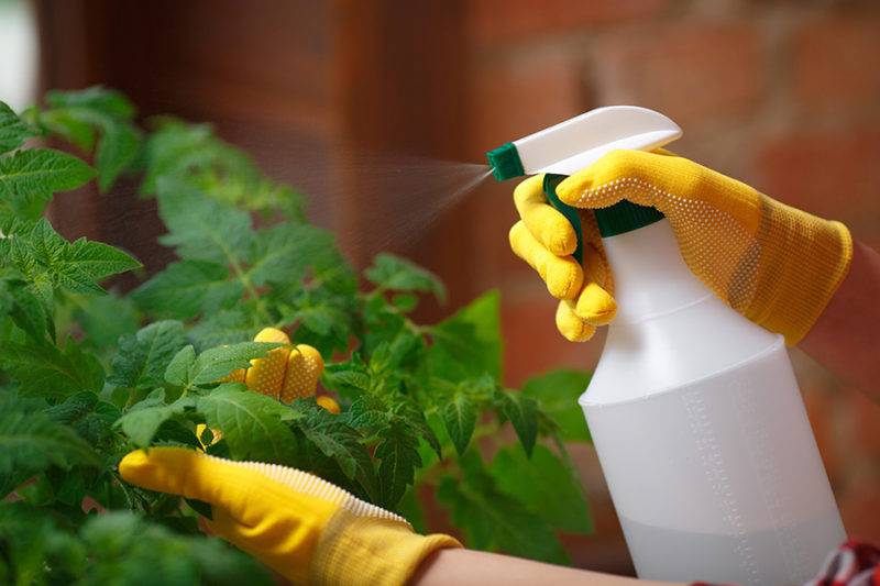 Spraying Pesticides