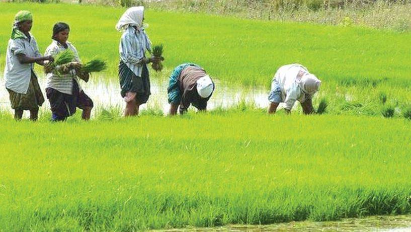 Kerala farm