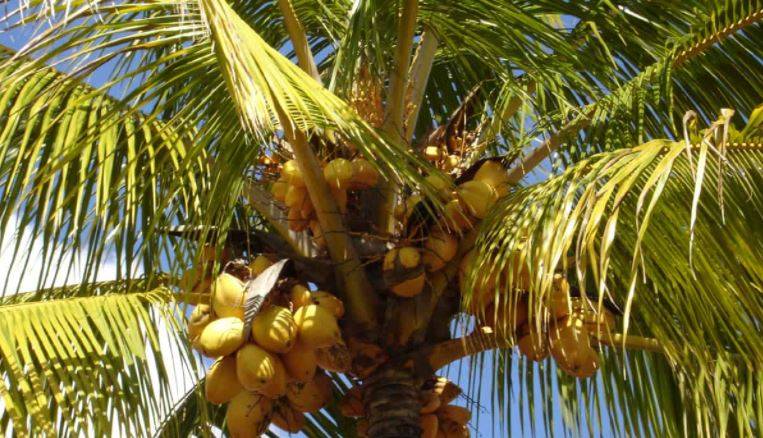 Coconut Tree