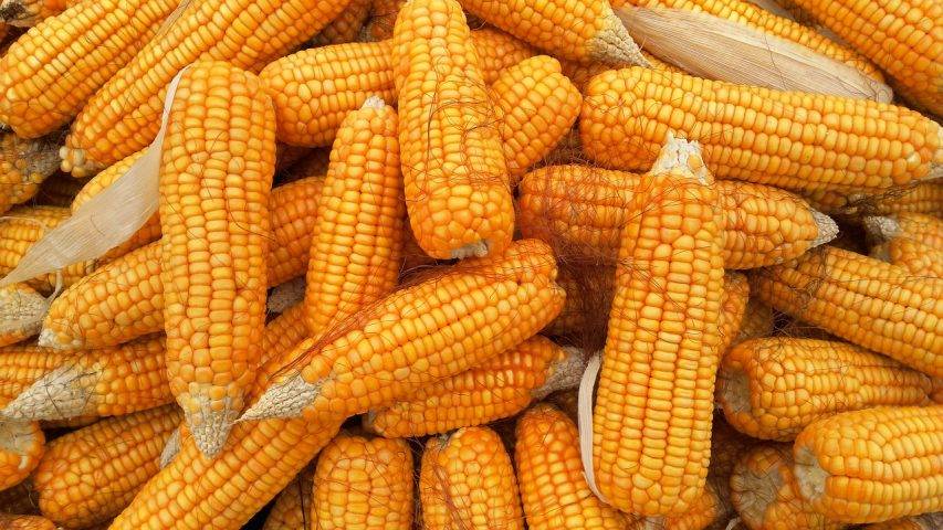 Harvested Maize In A Farm