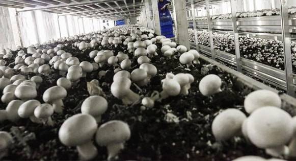 Mushroom Farming