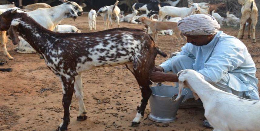 Farmer Taking out Goat Milk