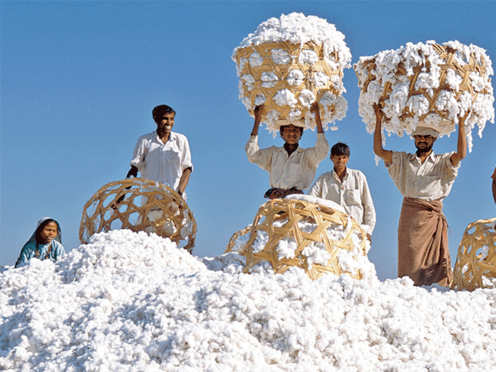 Cotton Farmers