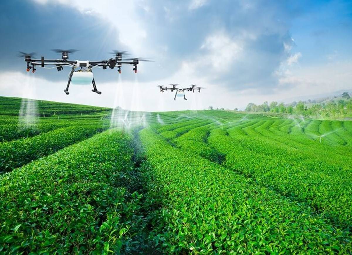 Drones Spraying The Fields With Pesticides And Water