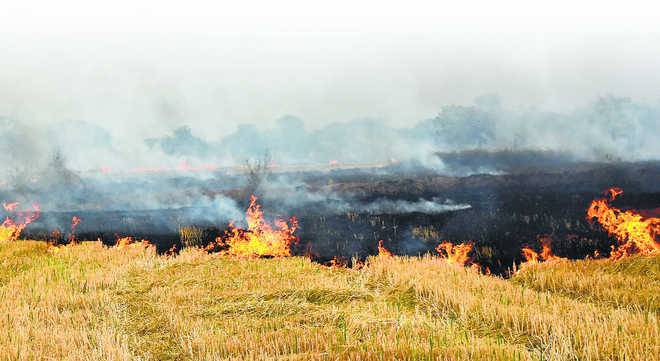 Stubble Burning