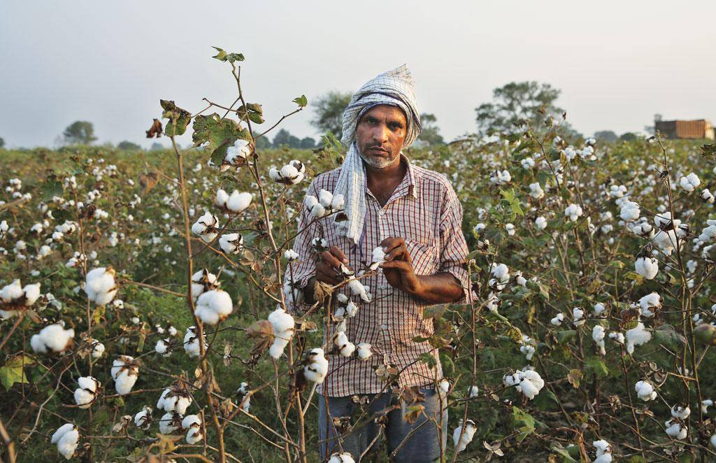 Cotton farmer working in field