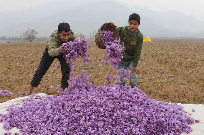 Saffron Flowers