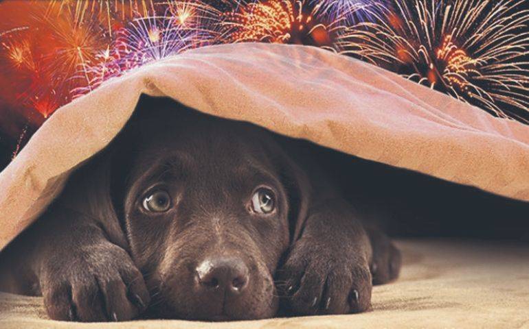 Dogs During Diwali