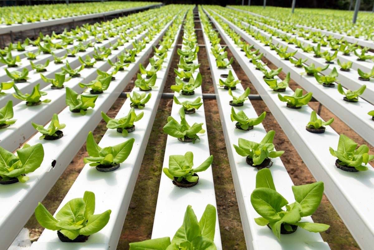 Hydroponics Farm