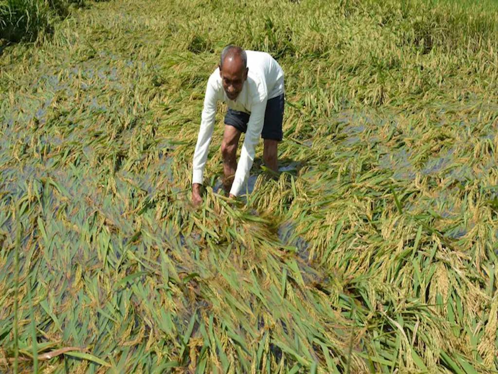 Devastated Crop in Field