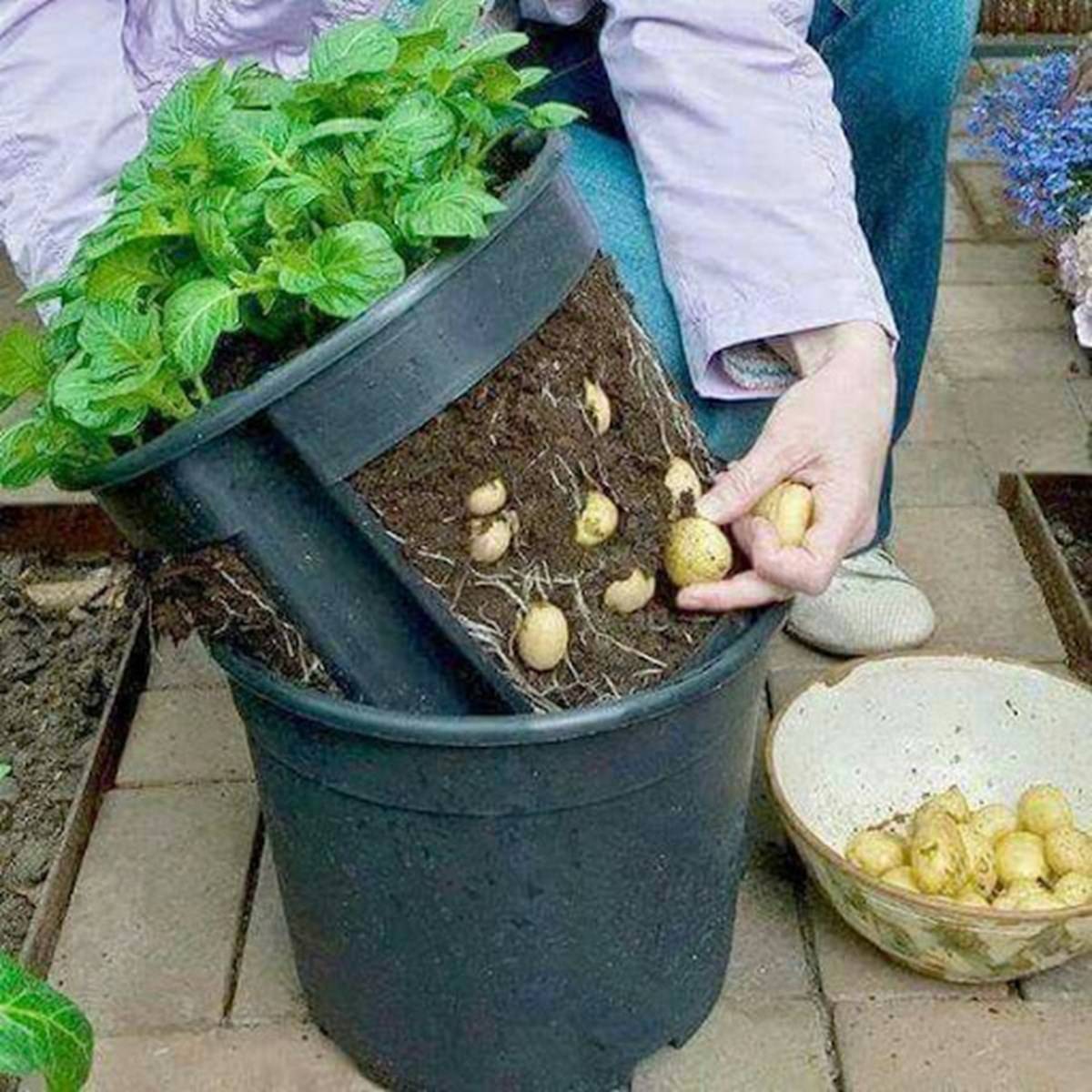 Potato in the Pot