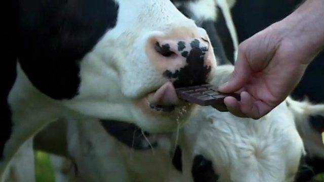 Cow Eating A Bar Of Chocolate